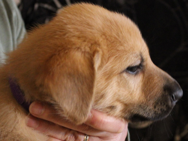 chinook puppy